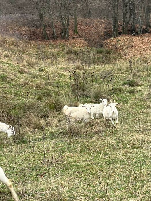 Vand 5 capre și un țap sannen