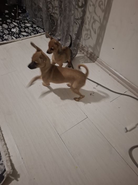 Кучета пинчери родени на 29 август две  момичета