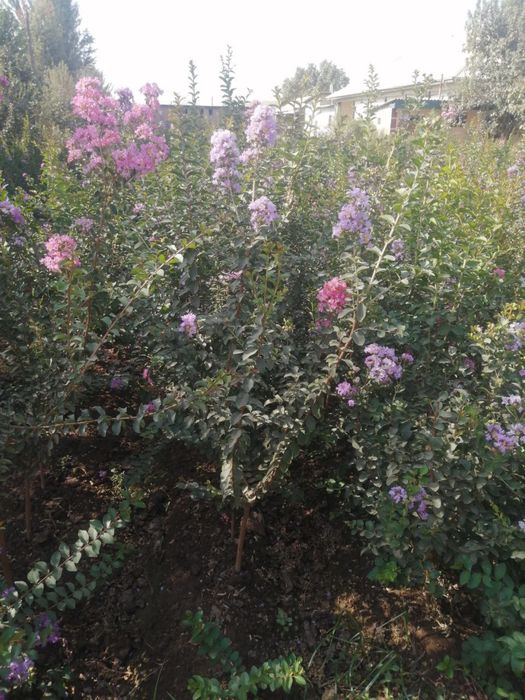 Сосна киримская сирен туя книжная элдар сасна оптом цена