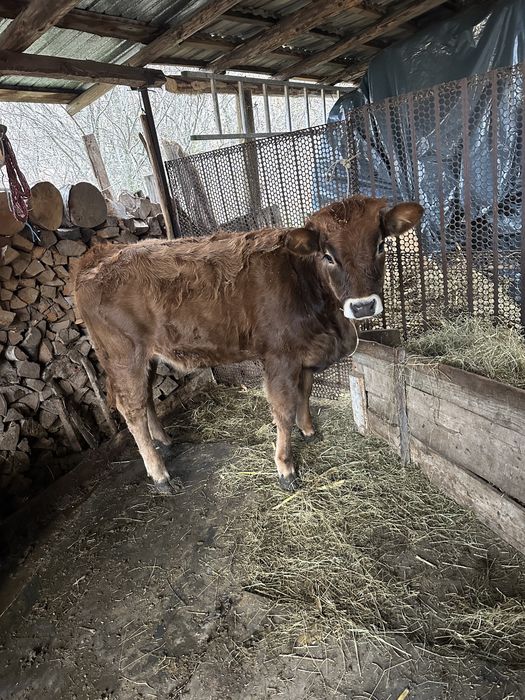 Vand vaca depusa sa fete in ianuarue plus cu  vița de 7 luni