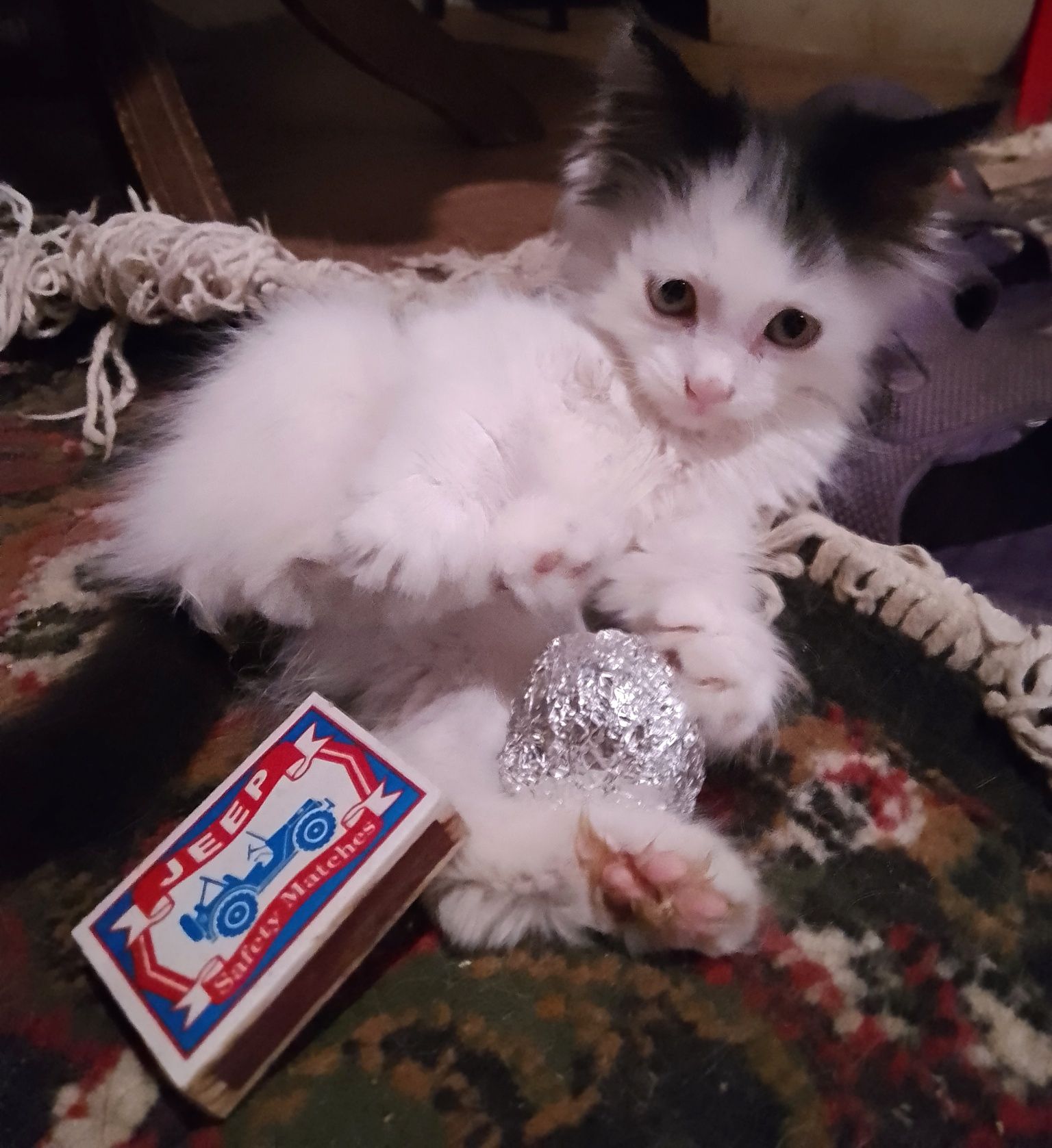 Прелестный умный котёнок