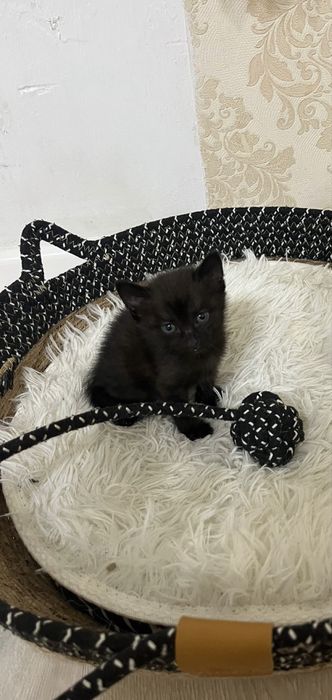 Котенок 1 месяс