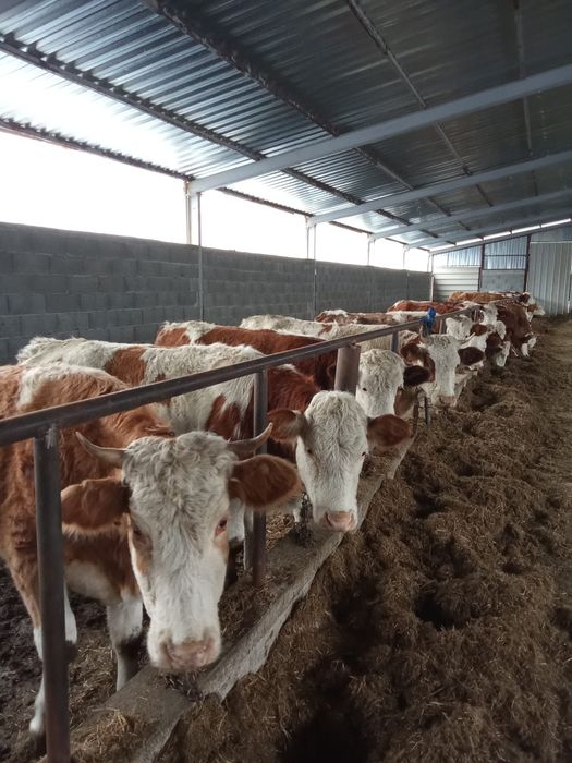 De vînzare 20 de bucăți