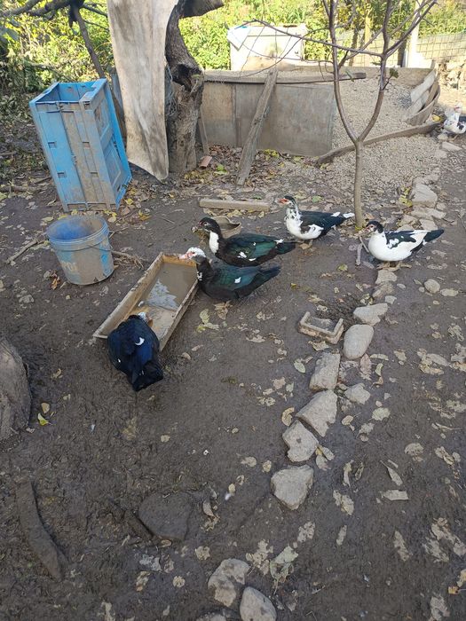 Vând rațe mute tinere