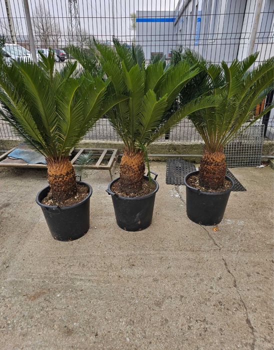 Plante ornamentale de orice specie la pret de producator
