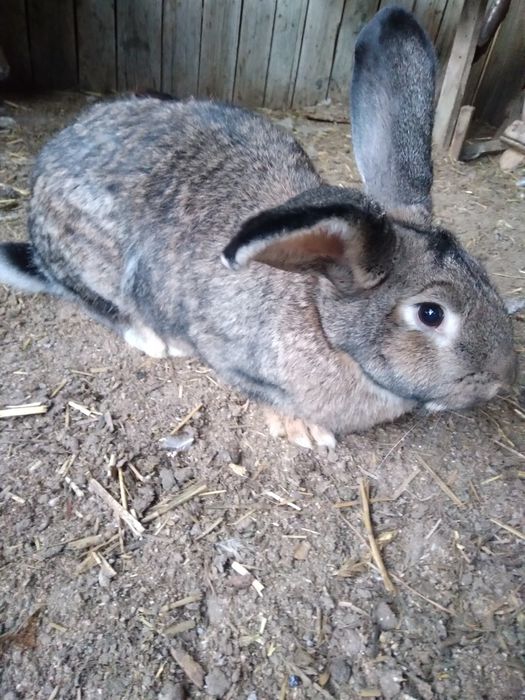 Uriași german și alte rase!