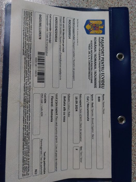 Vând poneita de 1 ani