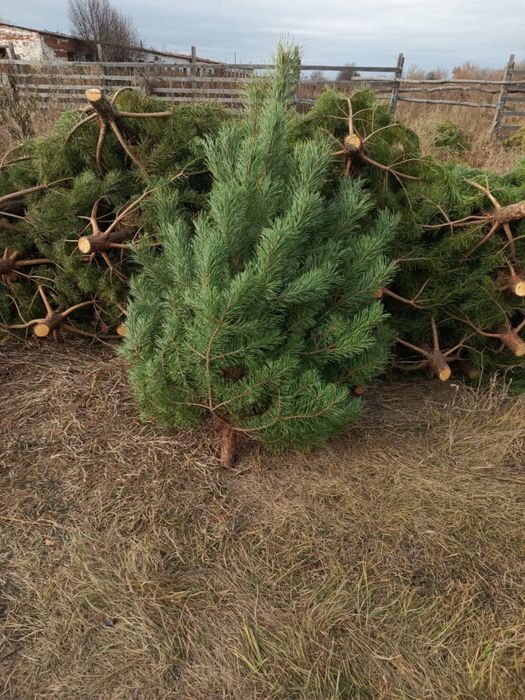 Сосно новогодняя