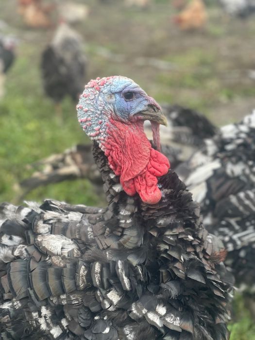 Curnani și curci de țară