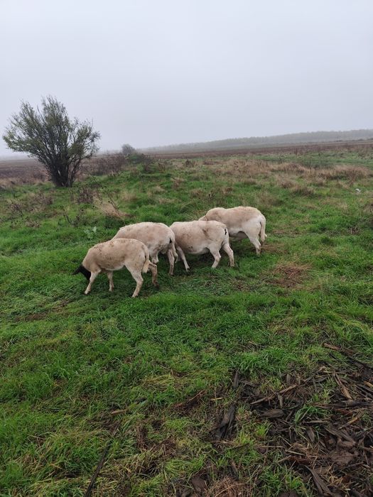 Vând oii dorper și texel.