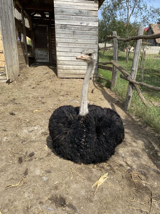 Struti maturi 2 masculi si 3 femele