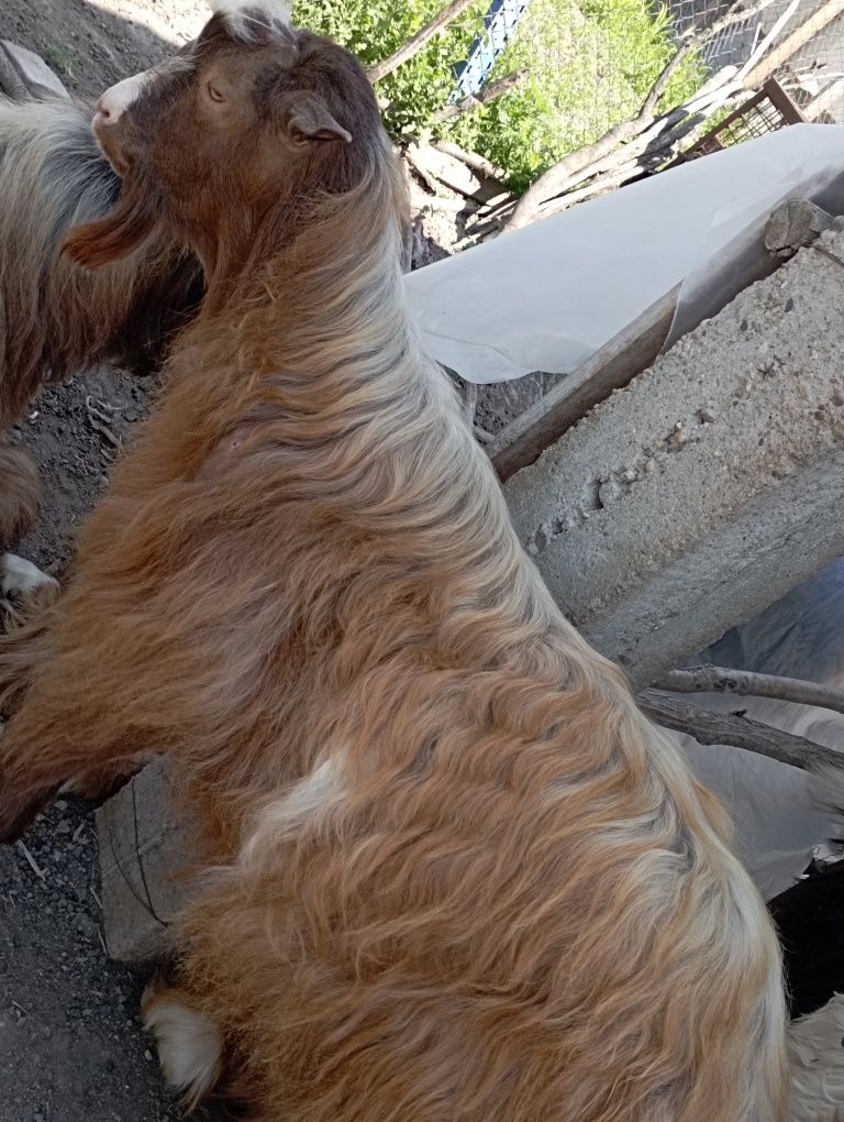 Vând miei, iezi, berbeac, țapi