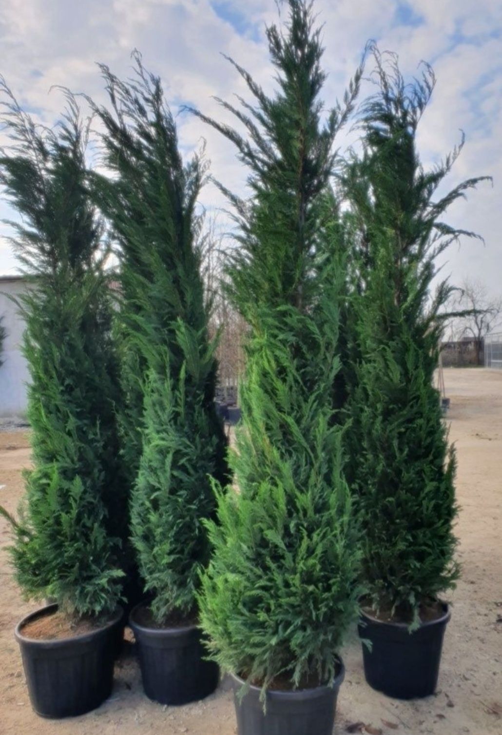 Leylandii la super preț, 1m-3m Leylandii gard viu plante ornamentale