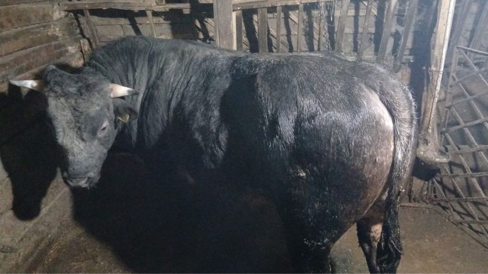 Taur Albastru Belgian