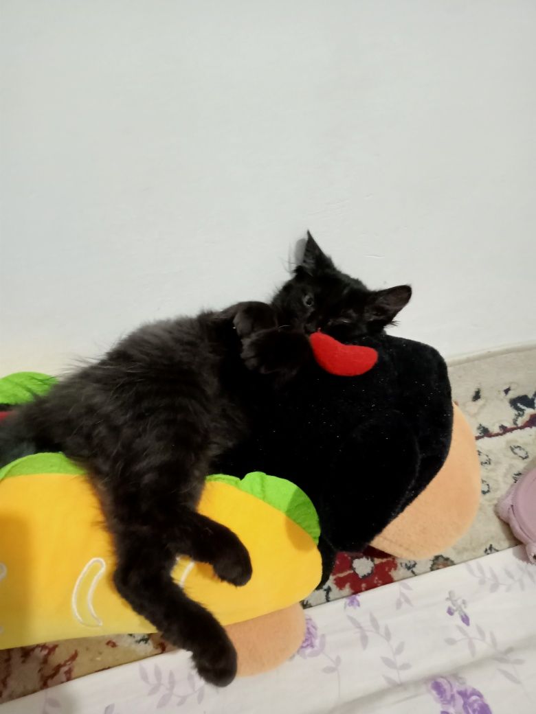Мурка кот кот бесплатно