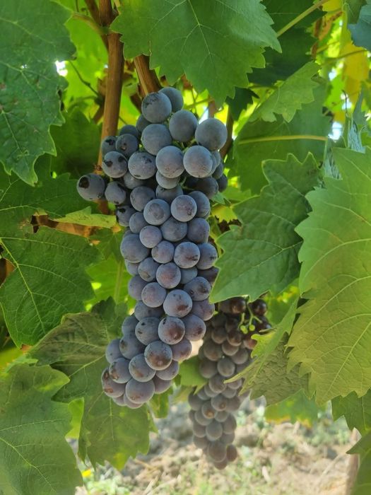 Struguri de vin sunt in zona bucuresti giurgiu calaras hatarele popest