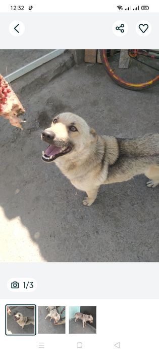 Продам собаку хаски кабель