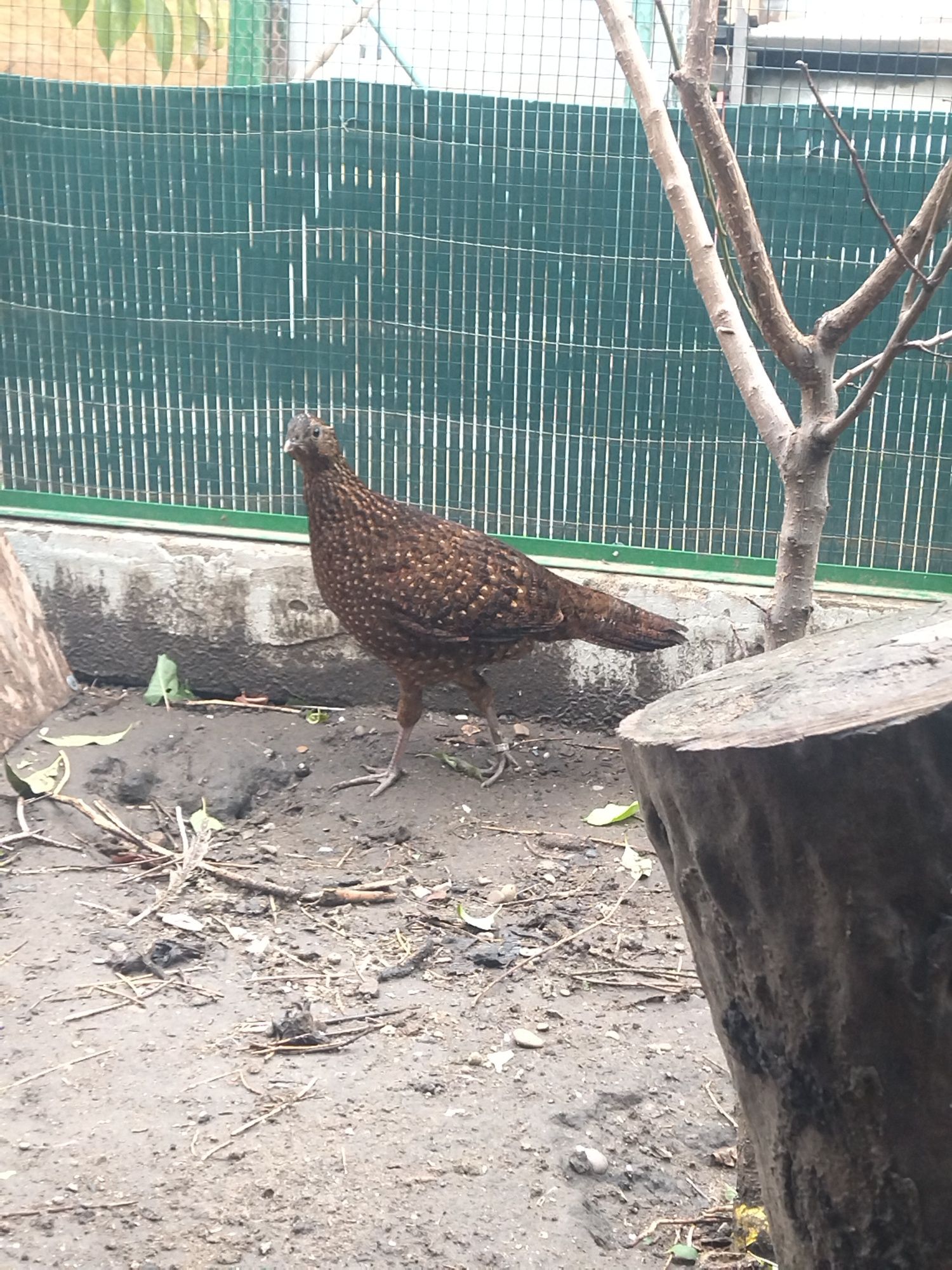 Făzăniță tragopan satyr