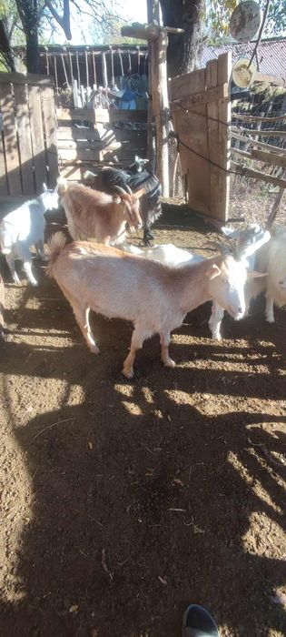 Vând capre mai multe detalii la numai de telefon ...