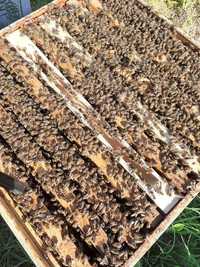 Schimb familii de albine cu remorca sau auto!