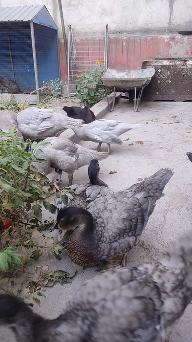 Nemetiski indautka Jojalari