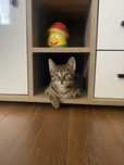 Котарачето Господинчо търси дом! :)