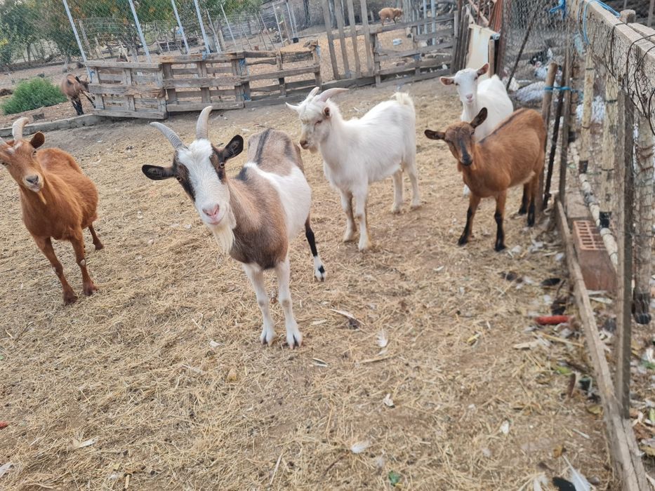 Vând capre gestante