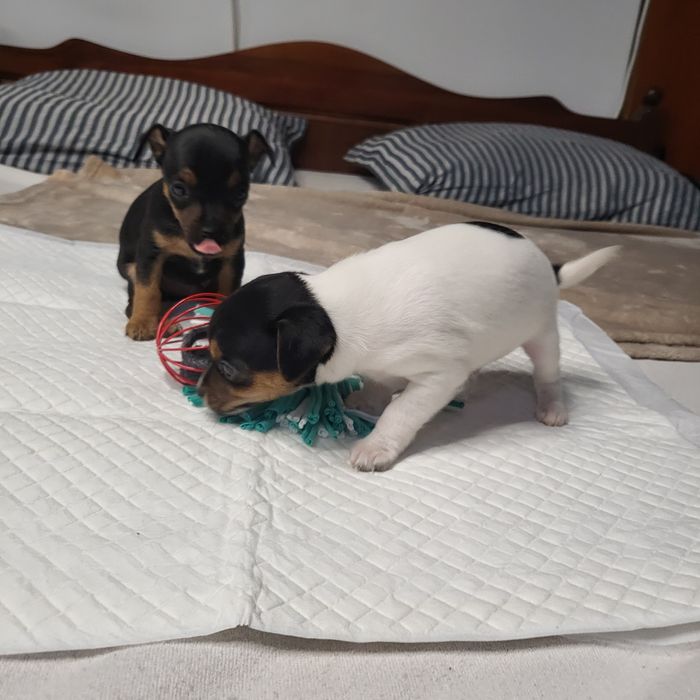 Пинчер немски сърнист