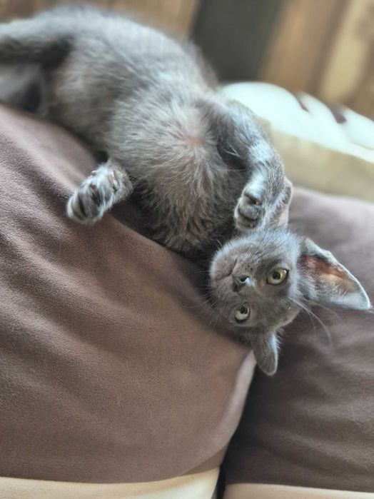 Подарява се коте