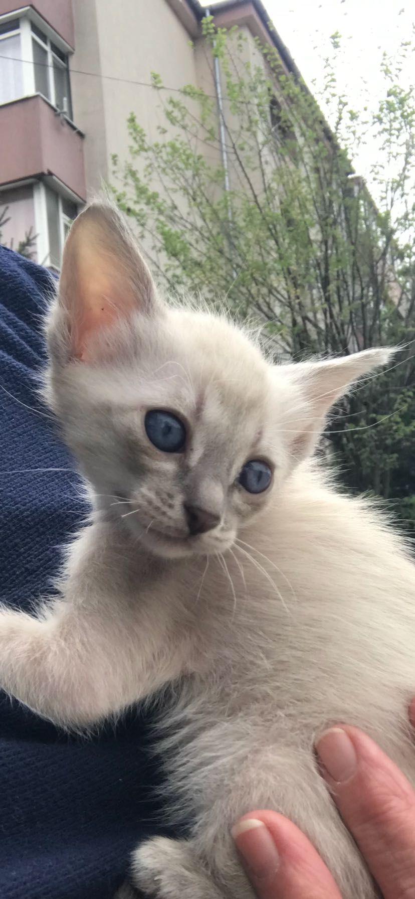 Adoptie pisoi birmanezi metisi 2 luni jumatate