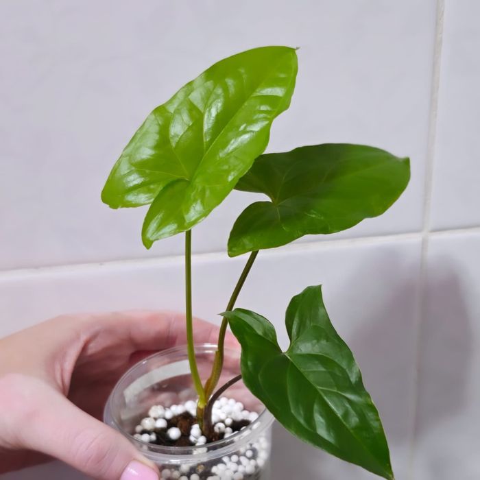 Сингониум Империал вайт