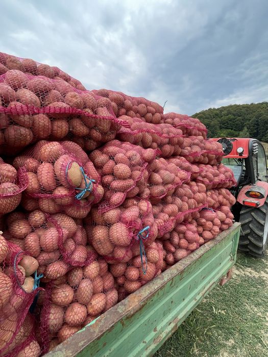 Cartofi consum Bellarosa