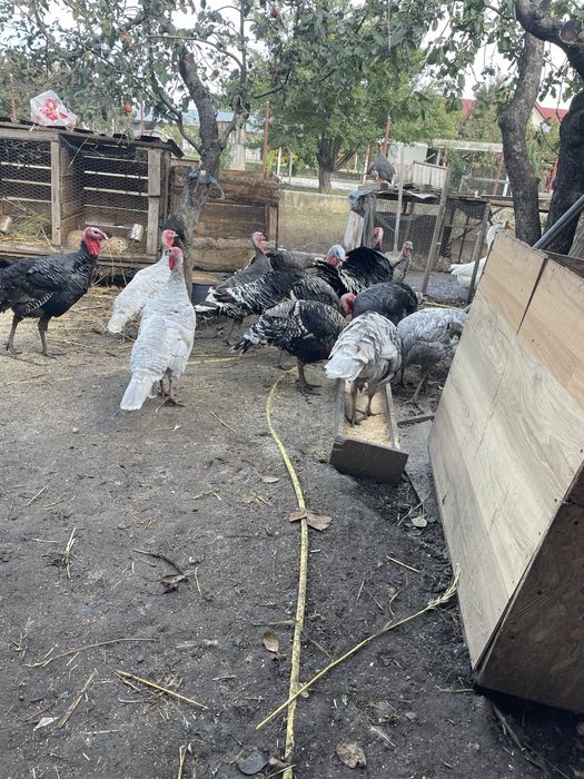 Disponibili curci si curcani