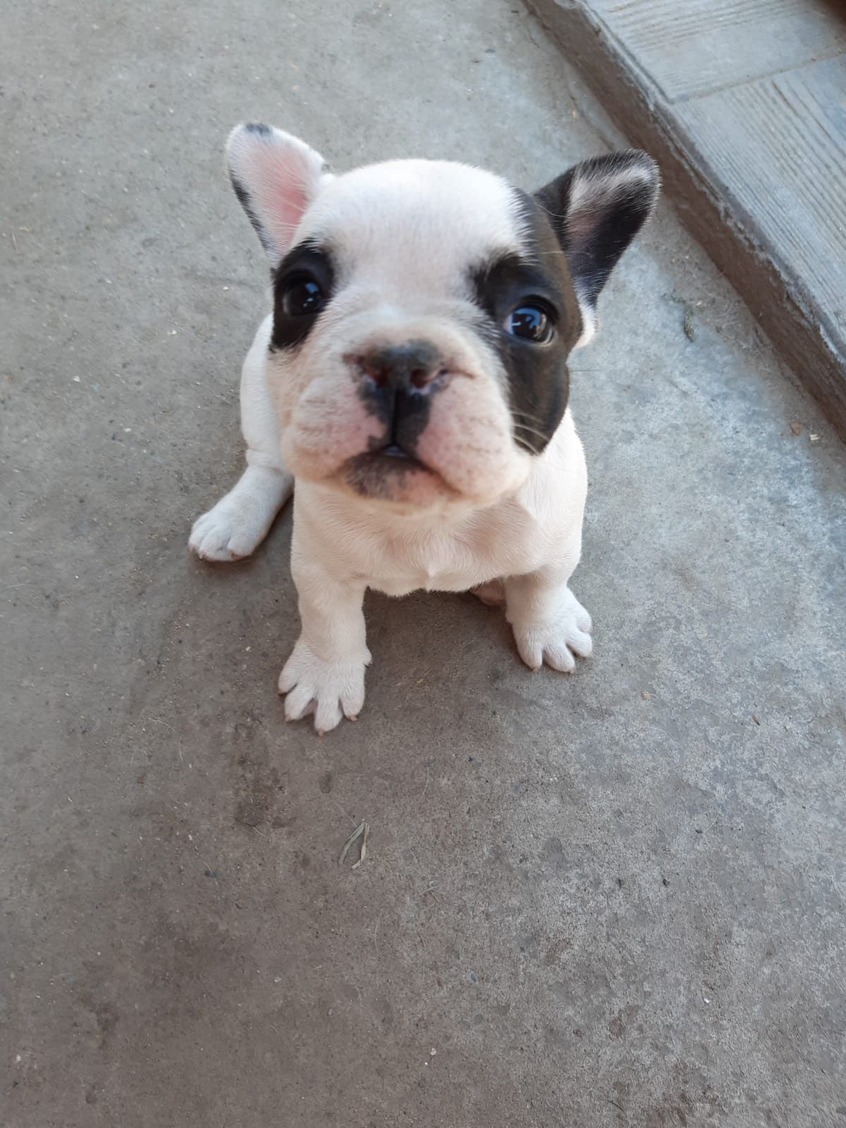 Vindem cățeii  bulldog francez