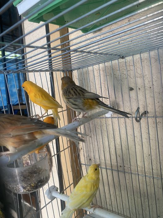 Qushlar sotiladi kanareyka канарейка