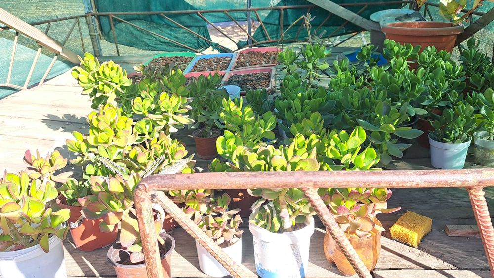 Денежное дерево комнатное растение город Чирчик