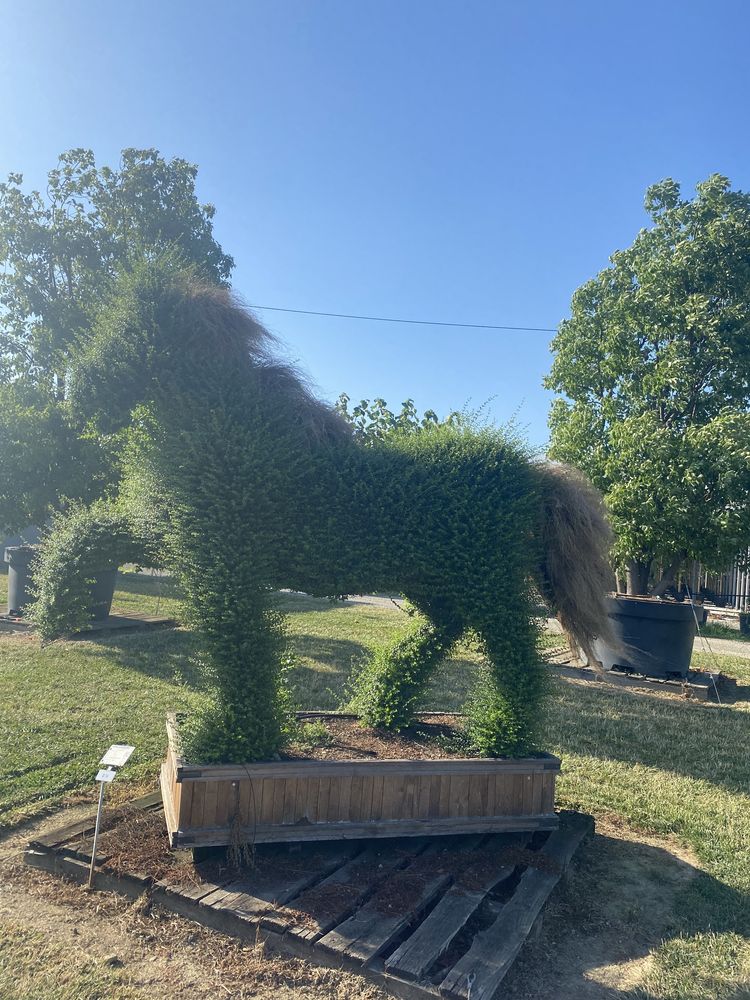 Plante aduse la comandăl