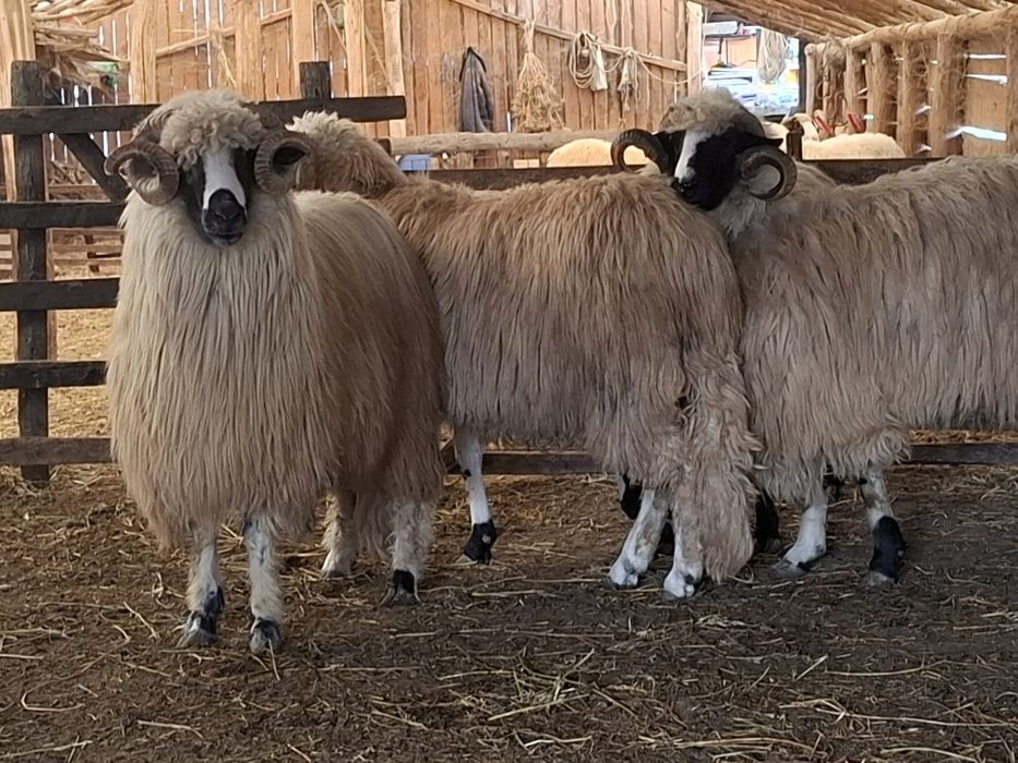 Berbeci miori și noatini