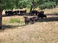 De vanzare lot vaci angus