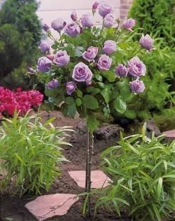 Trandafir Pomișor (Diferite Culori )