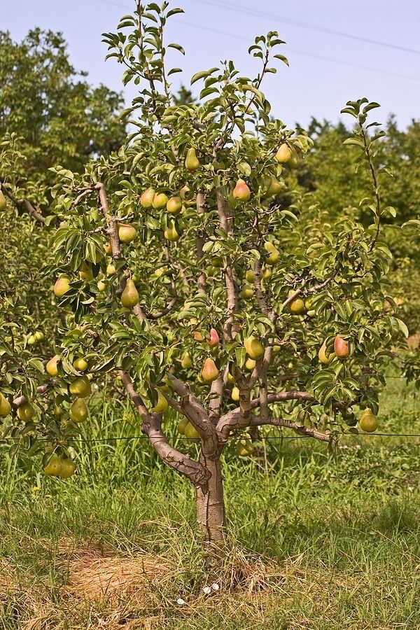 Pomi Pitici Dwarf ( Păr )