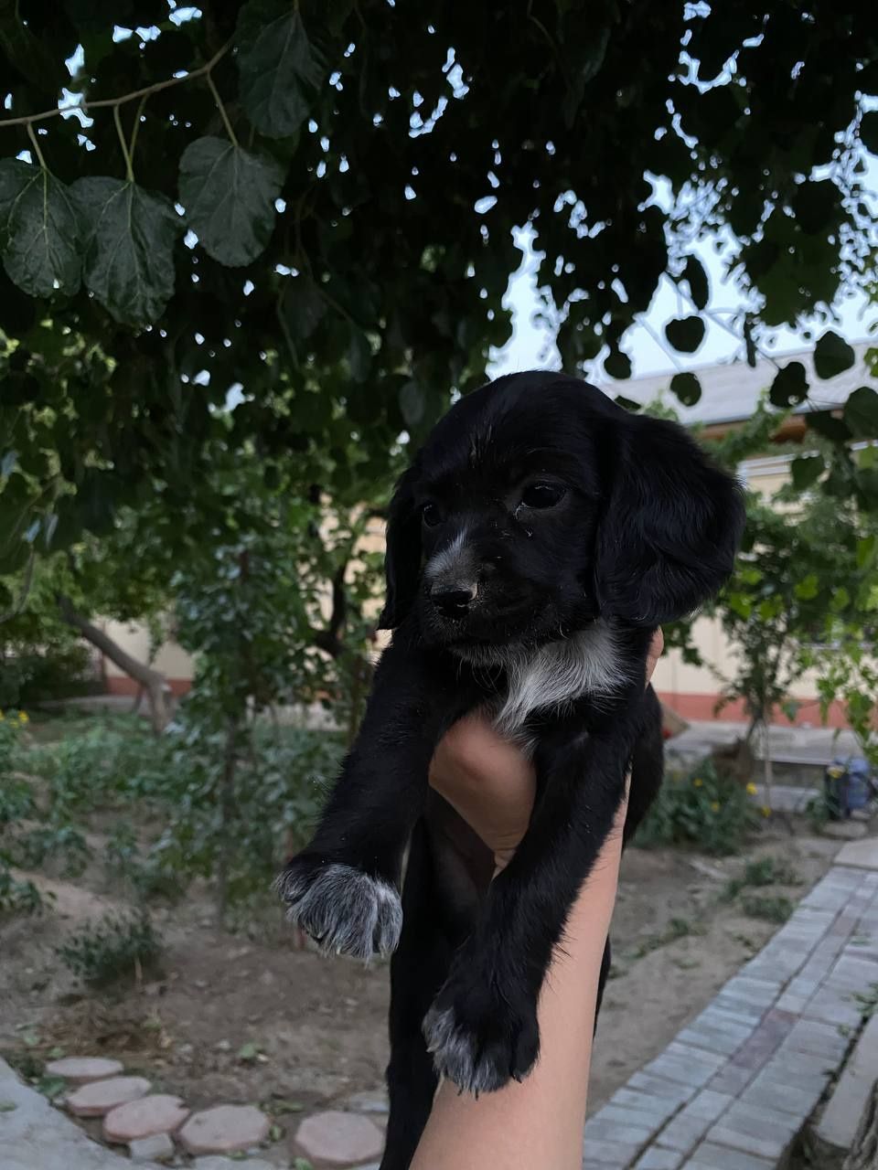 Срочно продаётся щенки охотничьи собаки!!!