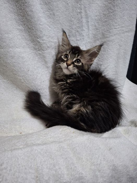 Девочка Мейн Кун