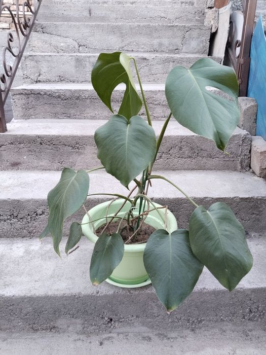 Продаются Монстера