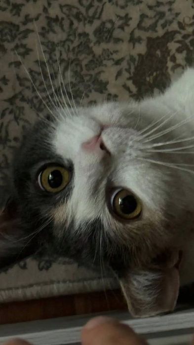 Uy mushugi, calico, turk angorasi