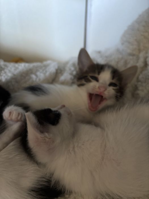 Ofer spre adoptie pui de pisica