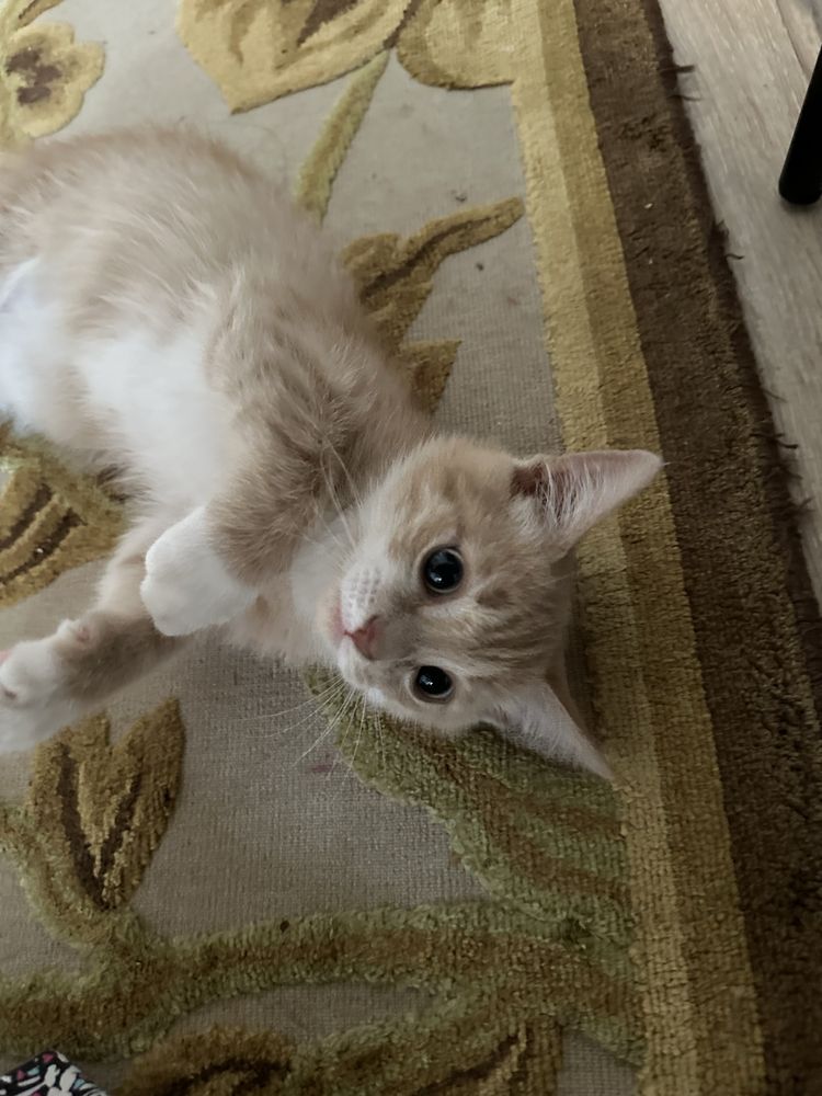 котенок !!;ласковая