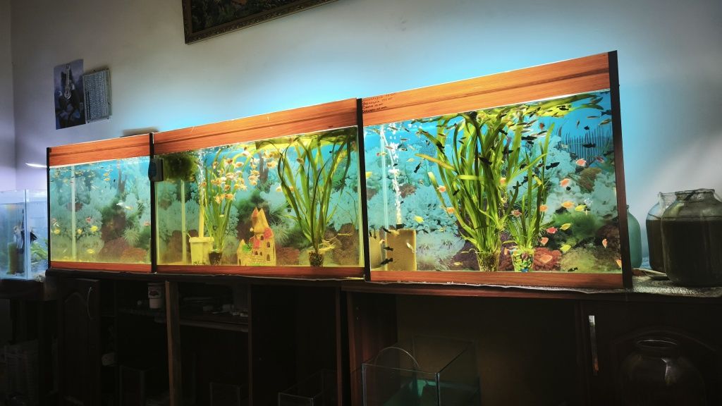 Akvariyum sotiladi 300 ming som