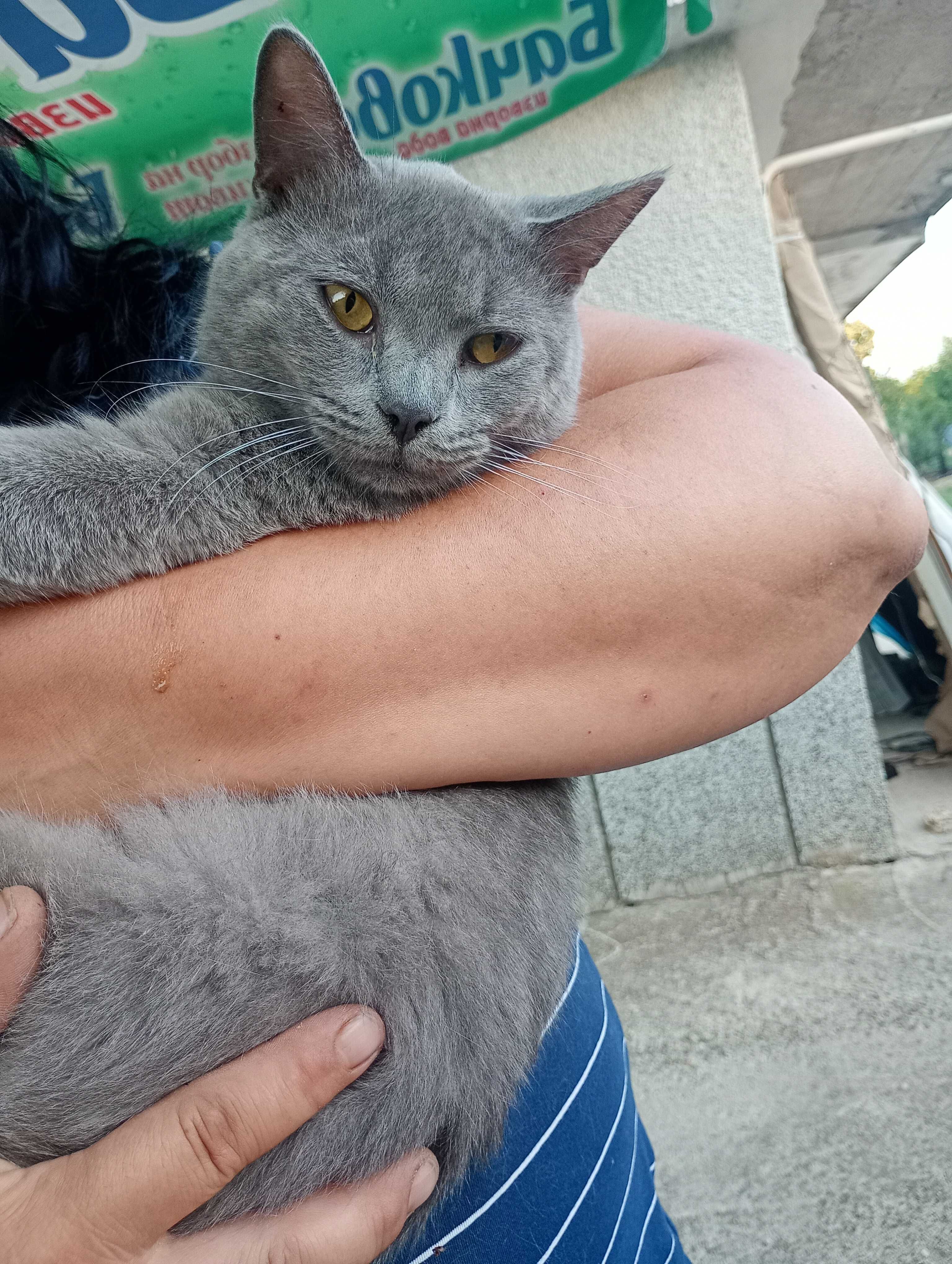Шотлански котета
