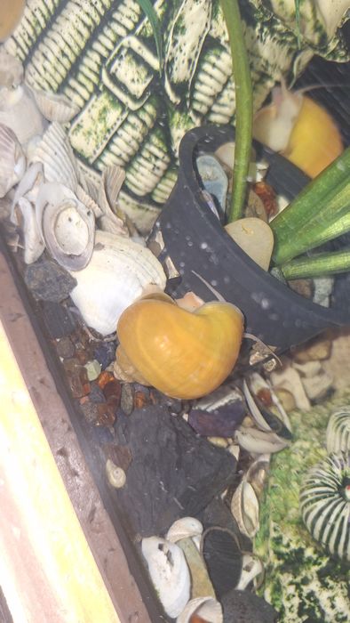 Продв молодых улиток Ампулярия